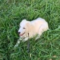 Photo of Benji