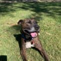 Photo of Dash 🥎 6yo Staffy X