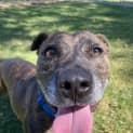 Photo of Dash 🥎 6yo Staffy X