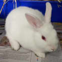 Photo of Bobi (Bonded To Bobo)