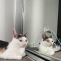 Photo of Precious **2nd Chance Cat Rescue**