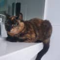 Photo of Ravel (Was Josie)