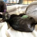 Photo of Flicker