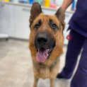 Photo of Chiko