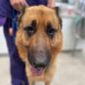 Photo of Chiko