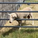 Photo of X3 Sheep And X1 Ram