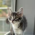 Photo of Butter Bean