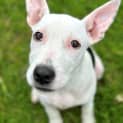 Photo of Dixie