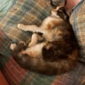 Photo of Ventress ** 2nd Chance Cat Rescue**