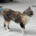 Photo of Ventress ** 2nd Chance Cat Rescue**
