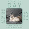 Photo of Ventress ** 2nd Chance Cat Rescue**