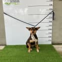 Photo of Tilly
