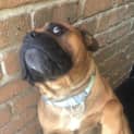 Photo of Arnie