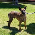 Photo of Scooter