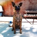 Photo of Scooter