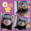 Photo of Agnes, Edith & Margo