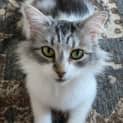 Photo of Diamond