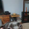 Photo of Samson