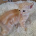 Photo of Barney