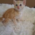 Photo of Barney