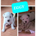 Photo of Eggy