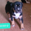 Photo of Susie Q