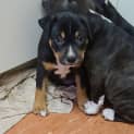 Photo of Susie Q