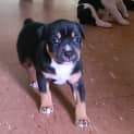 Photo of Susie Q