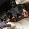 Photo of Susie Q