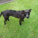 Photo of Lucy 1 Year Old Wolfhound X (Trial)