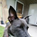 Photo of Lucy 1 Year Old Wolfhound X (Trial)