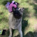 Photo of Zues