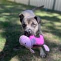 Photo of Zues