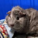 Photo of Spud