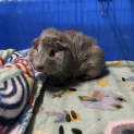 Photo of Spud