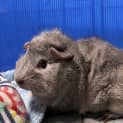 Photo of Spud
