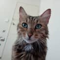 Photo of Raff