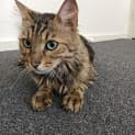 Photo of Raff