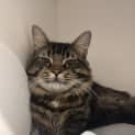 Photo of Gizmo