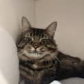 Photo of Gizmo