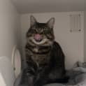 Photo of Gizmo