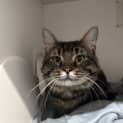 Photo of Gizmo