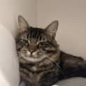 Photo of Gizmo