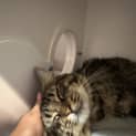 Photo of Gizmo