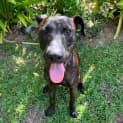 Photo of Buddy