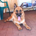 Photo of Dusty
