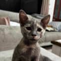 Photo of Pickle