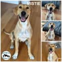 Photo of Mistie 