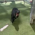 Photo of Missy