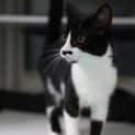 Photo of Morticia 